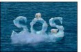 /album/photogallery/osos-polaressos-modificado-jpg1/